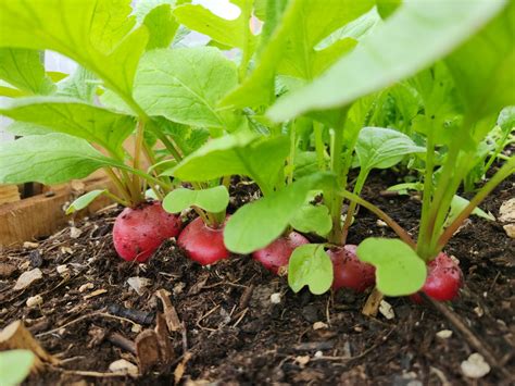 radiciflorous|Radishes .